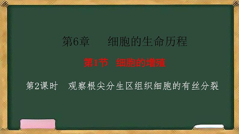 人教版高中生物必修一 第6章   细胞的生命历程 第1节细胞的增殖 第2课时 观察根尖分生区组织细胞的有丝分裂 课件第1页