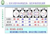人教版高中生物必修一 第6章   细胞的生命历程 第1节细胞的增殖 第2课时 观察根尖分生区组织细胞的有丝分裂 课件