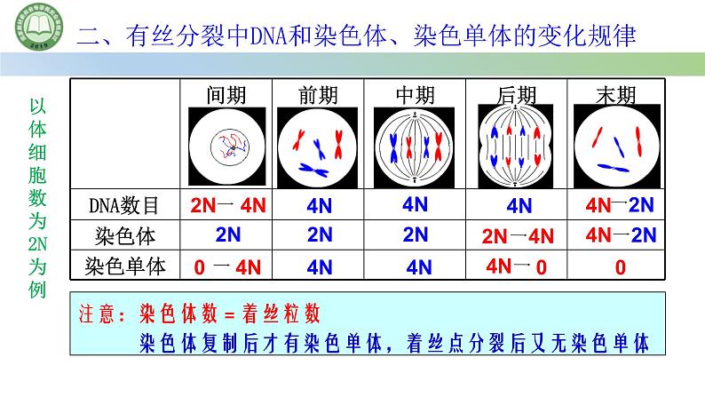 人教版高中生物必修一 第6章   细胞的生命历程 第1节细胞的增殖 第2课时 观察根尖分生区组织细胞的有丝分裂 课件第3页