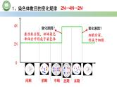 人教版高中生物必修一 第6章   细胞的生命历程 第1节细胞的增殖 第2课时 观察根尖分生区组织细胞的有丝分裂 课件