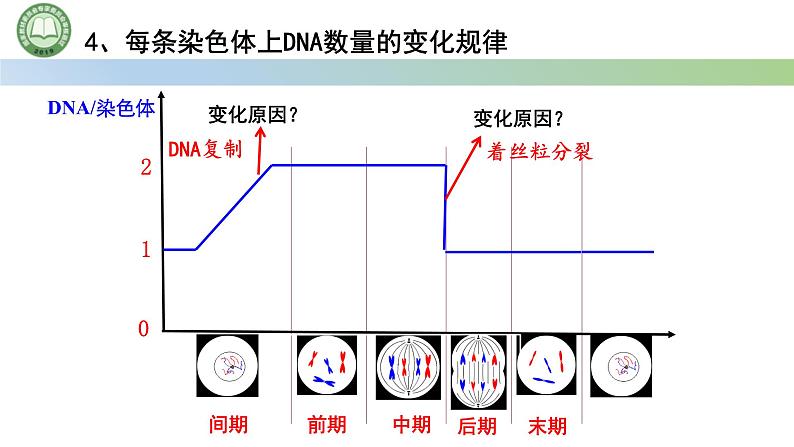 人教版高中生物必修一 第6章   细胞的生命历程 第1节细胞的增殖 第2课时 观察根尖分生区组织细胞的有丝分裂 课件第7页