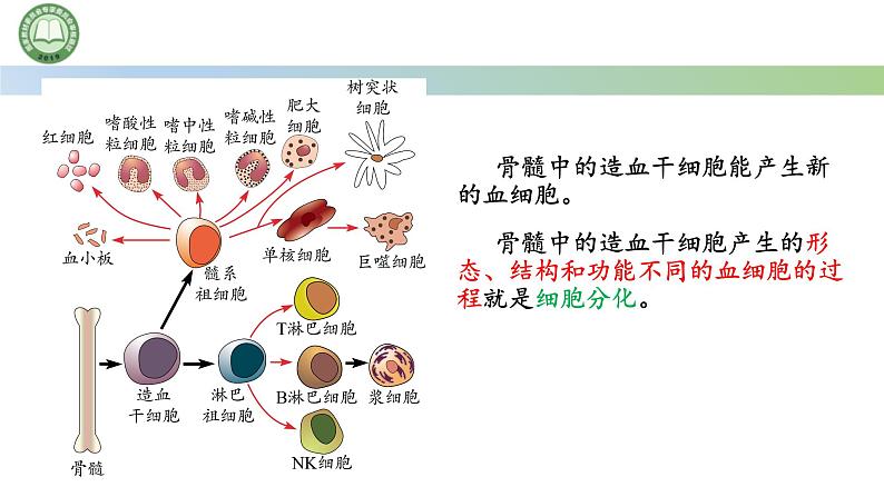 人教版高中生物必修一 第6章   细胞的生命历程 第2节细胞的分化 第1课时 细胞的分化及其意义 课件第3页