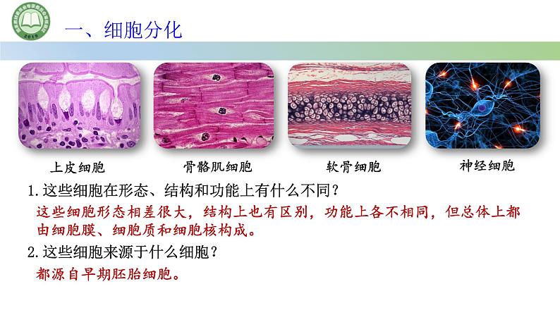 人教版高中生物必修一 第6章   细胞的生命历程 第2节细胞的分化 第1课时 细胞的分化及其意义 课件第4页