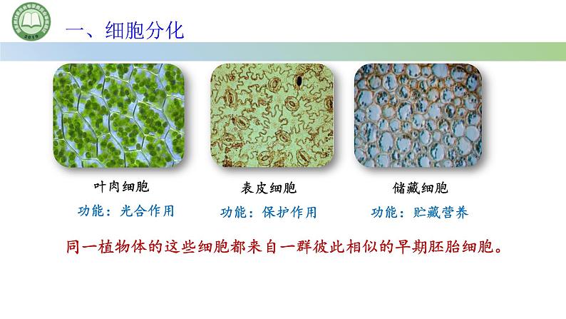 人教版高中生物必修一 第6章   细胞的生命历程 第2节细胞的分化 第1课时 细胞的分化及其意义 课件第5页