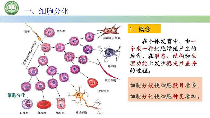 人教版高中生物必修一 第6章   细胞的生命历程 第2节细胞的分化 第1课时 细胞的分化及其意义 课件第6页