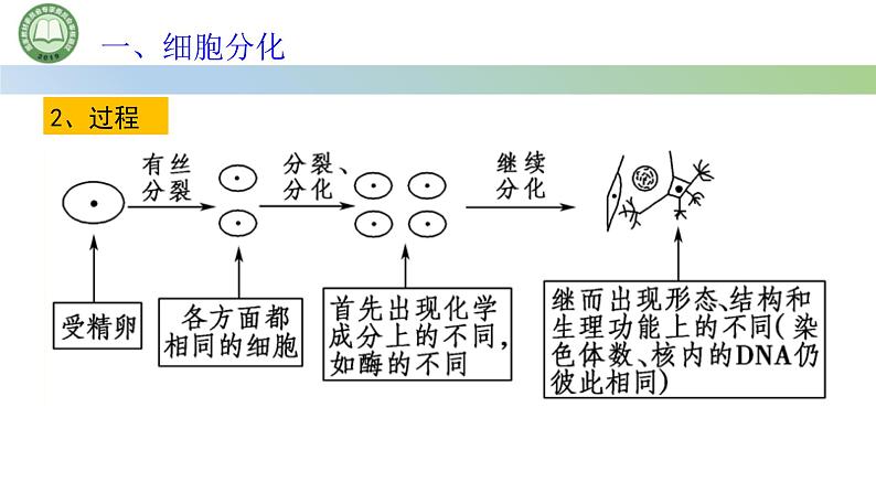 人教版高中生物必修一 第6章   细胞的生命历程 第2节细胞的分化 第1课时 细胞的分化及其意义 课件第7页