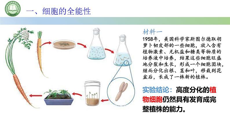 人教版高中生物必修一 第6章   细胞的生命历程 第2节细胞的分化 第2课时 细胞的全能性 课件第2页