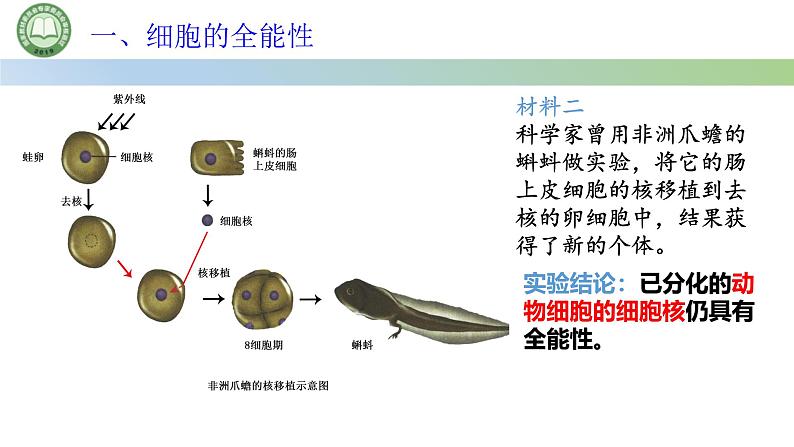 人教版高中生物必修一 第6章   细胞的生命历程 第2节细胞的分化 第2课时 细胞的全能性 课件第3页