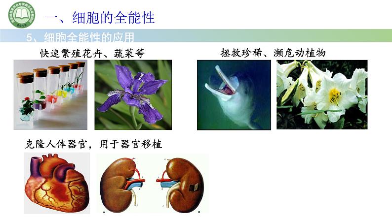 人教版高中生物必修一 第6章   细胞的生命历程 第2节细胞的分化 第2课时 细胞的全能性 课件第5页