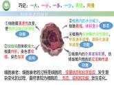 人教版高中生物必修一 第6章   细胞的生命历程 第3节细胞的衰老和死亡 第1课时 细胞的衰老 课件