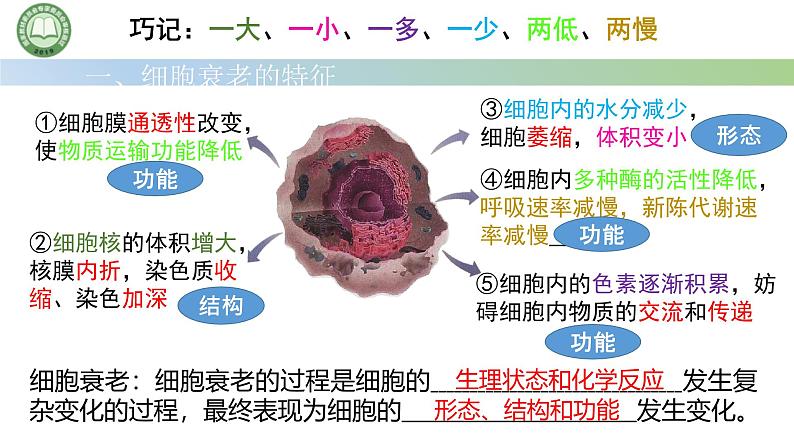 人教版高中生物必修一 第6章   细胞的生命历程 第3节细胞的衰老和死亡 第1课时 细胞的衰老 课件第3页