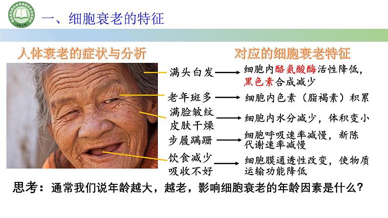 人教版高中生物必修一 第6章   细胞的生命历程 第3节细胞的衰老和死亡 第1课时 细胞的衰老 课件第4页