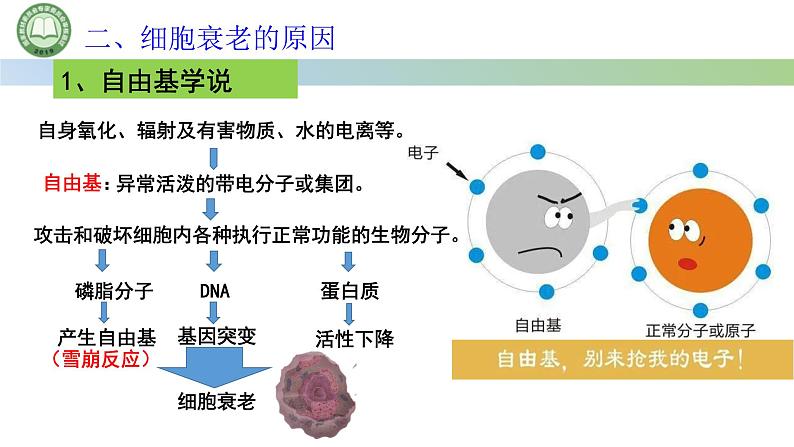 人教版高中生物必修一 第6章   细胞的生命历程 第3节细胞的衰老和死亡 第1课时 细胞的衰老 课件第6页