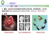 人教版高中生物必修一 第6章   细胞的生命历程 第3节细胞的衰老和死亡 第2课时 细胞的死亡 课件