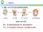 人教版高中生物必修一 第6章   细胞的生命历程 第3节细胞的衰老和死亡 第2课时 细胞的死亡 课件