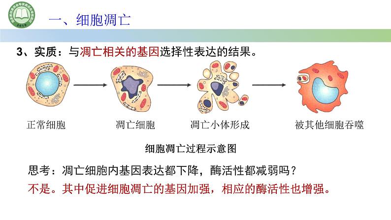 人教版高中生物必修一 第6章   细胞的生命历程 第3节细胞的衰老和死亡 第2课时 细胞的死亡 课件第3页