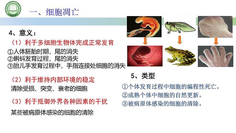 人教版高中生物必修一 第6章   细胞的生命历程 第3节细胞的衰老和死亡 第2课时 细胞的死亡 课件第4页