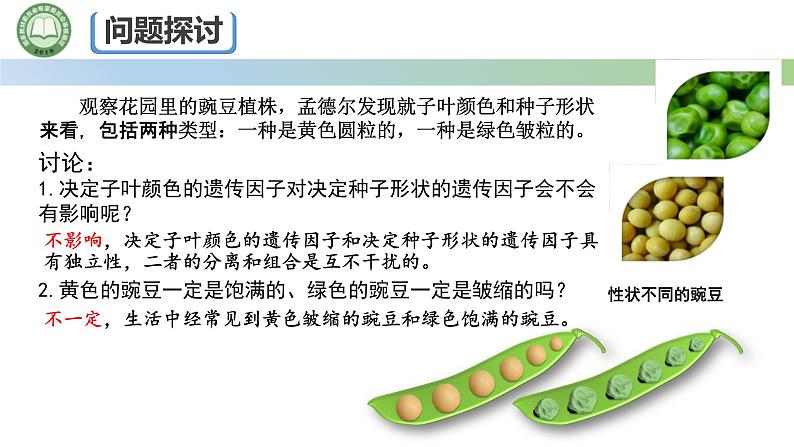 人教版高中生物必修二 1.2孟德尔的豌豆杂交实验（二） 第1课时 两对相对性状的杂交实验 课件第2页