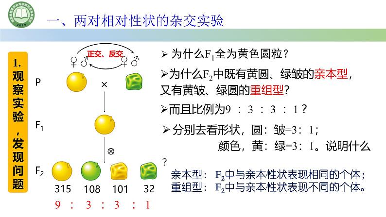 人教版高中生物必修二 1.2孟德尔的豌豆杂交实验（二） 第1课时 两对相对性状的杂交实验 课件第3页