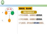 人教版高中生物必修二 1.2孟德尔的豌豆杂交实验（二） 第1课时 两对相对性状的杂交实验 课件