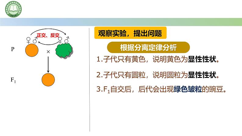 人教版高中生物必修二 1.2孟德尔的豌豆杂交实验（二） 第1课时 两对相对性状的杂交实验 课件第4页