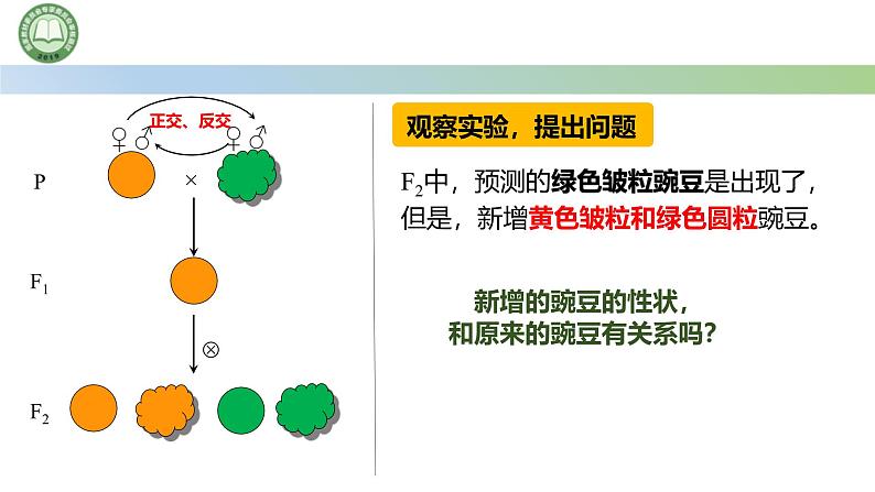 人教版高中生物必修二 1.2孟德尔的豌豆杂交实验（二） 第1课时 两对相对性状的杂交实验 课件第5页