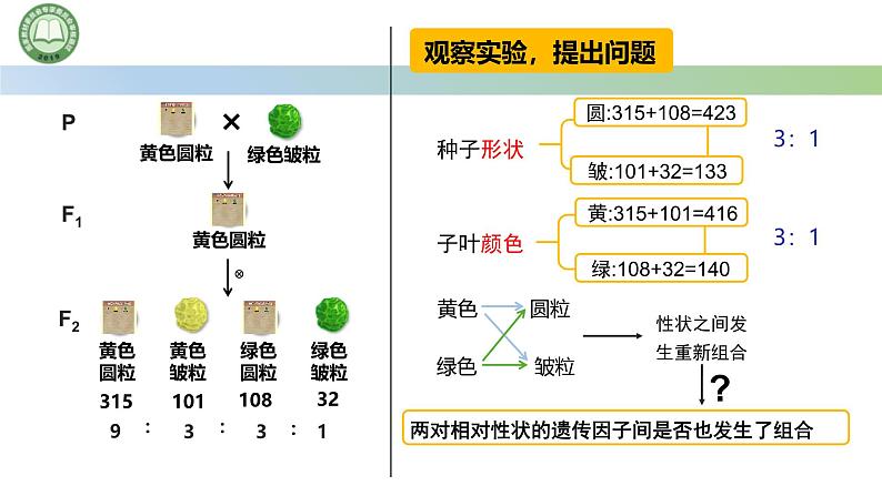 人教版高中生物必修二 1.2孟德尔的豌豆杂交实验（二） 第1课时 两对相对性状的杂交实验 课件第6页