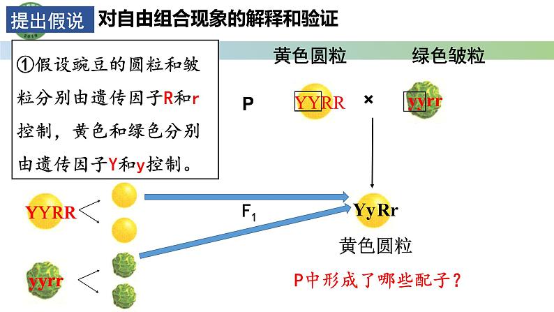 人教版高中生物必修二 1.2孟德尔的豌豆杂交实验（二） 第1课时 两对相对性状的杂交实验 课件第8页