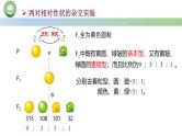 人教版高中生物必修二 1.2孟德尔的豌豆杂交实验（二） 第2课时 对自由组合现象的解释和验证 课件