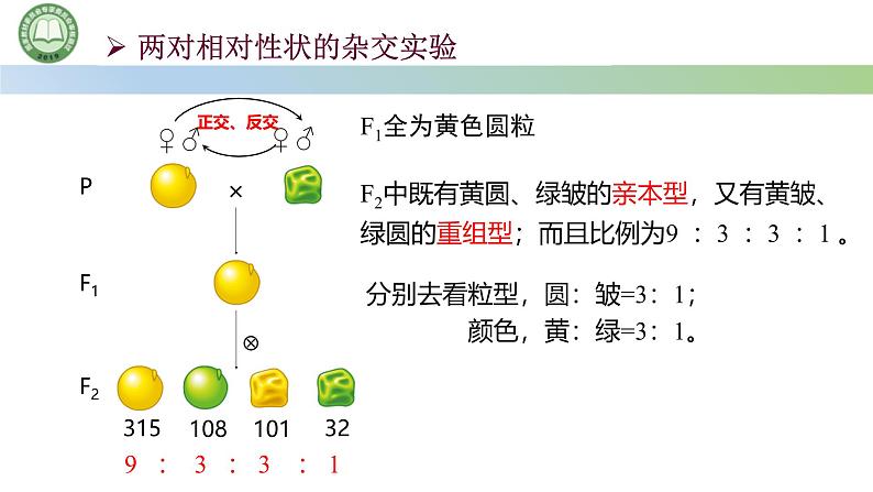 人教版高中生物必修二 1.2孟德尔的豌豆杂交实验（二） 第2课时 对自由组合现象的解释和验证 课件第2页