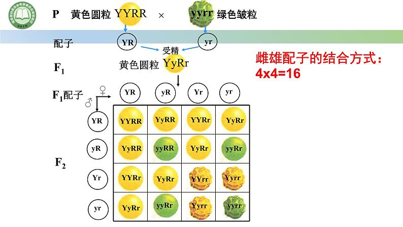 人教版高中生物必修二 1.2孟德尔的豌豆杂交实验（二） 第2课时 对自由组合现象的解释和验证 课件第3页