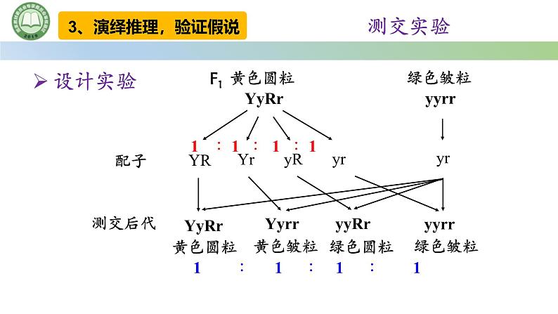 人教版高中生物必修二 1.2孟德尔的豌豆杂交实验（二） 第2课时 对自由组合现象的解释和验证 课件第5页