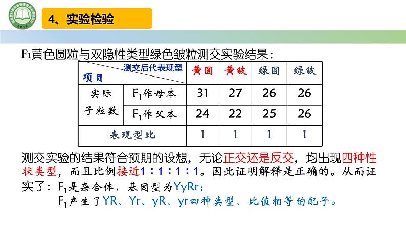 人教版高中生物必修二 1.2孟德尔的豌豆杂交实验（二） 第2课时 对自由组合现象的解释和验证 课件第6页