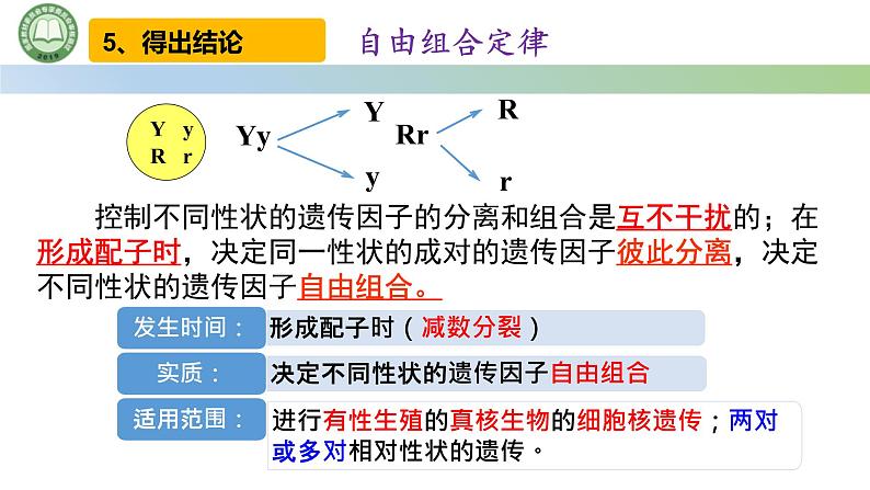 人教版高中生物必修二 1.2孟德尔的豌豆杂交实验（二） 第2课时 对自由组合现象的解释和验证 课件第7页