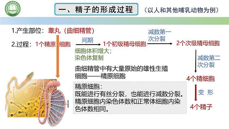 人教版高中生物必修二 2.1减数分裂和受精作用 第2课时 精子的形成过程 课件第2页