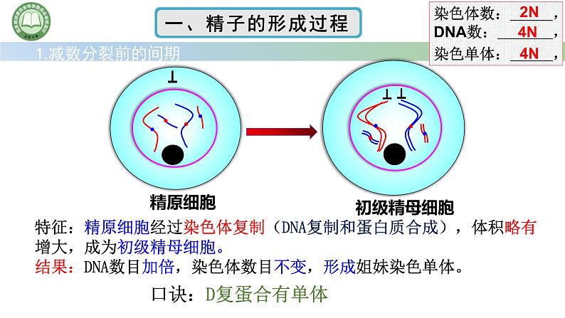 人教版高中生物必修二 2.1减数分裂和受精作用 第2课时 精子的形成过程 课件第3页