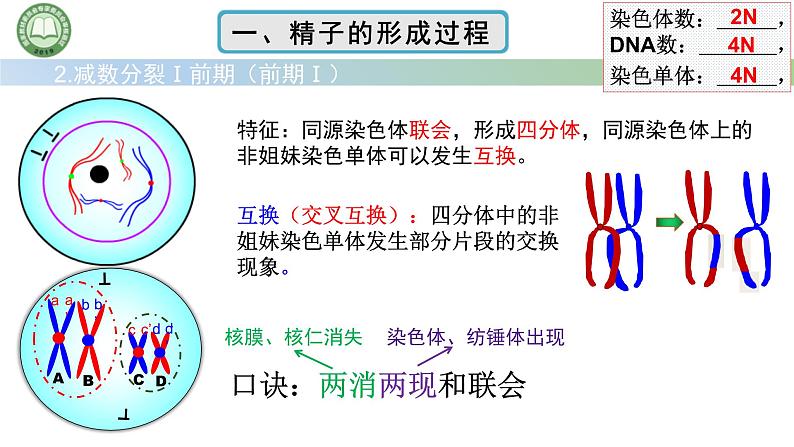 人教版高中生物必修二 2.1减数分裂和受精作用 第2课时 精子的形成过程 课件第4页