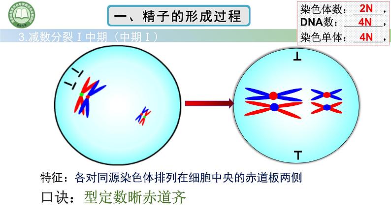 人教版高中生物必修二 2.1减数分裂和受精作用 第2课时 精子的形成过程 课件第5页