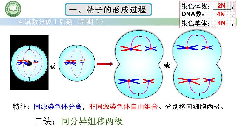 人教版高中生物必修二 2.1减数分裂和受精作用 第2课时 精子的形成过程 课件第6页