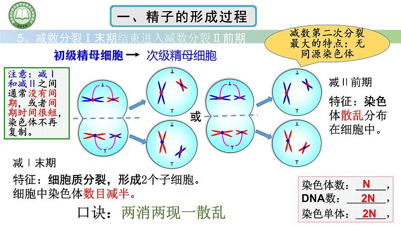 人教版高中生物必修二 2.1减数分裂和受精作用 第2课时 精子的形成过程 课件第7页