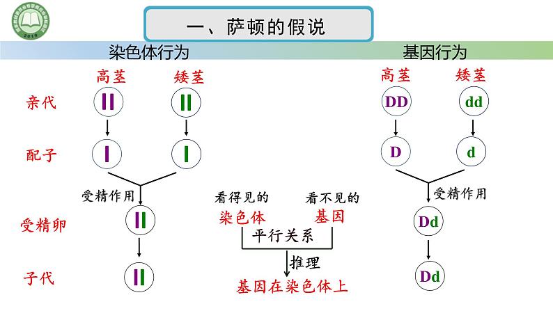 人教版高中生物必修二 2.2基因在染色体上 第1课时 基因在染色体上的实验证据 课件第6页