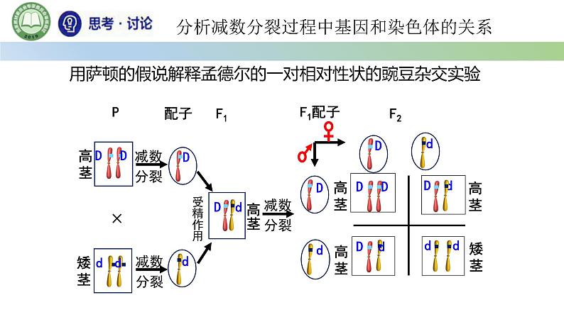 人教版高中生物必修二 2.2基因在染色体上 第1课时 基因在染色体上的实验证据 课件第7页