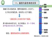 人教版高中生物必修二 2.2基因在染色体上 第2课时 孟德尔遗传规律的现代解释 课件