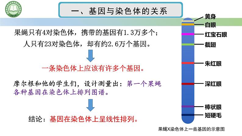 人教版高中生物必修二 2.2基因在染色体上 第2课时 孟德尔遗传规律的现代解释 课件第2页