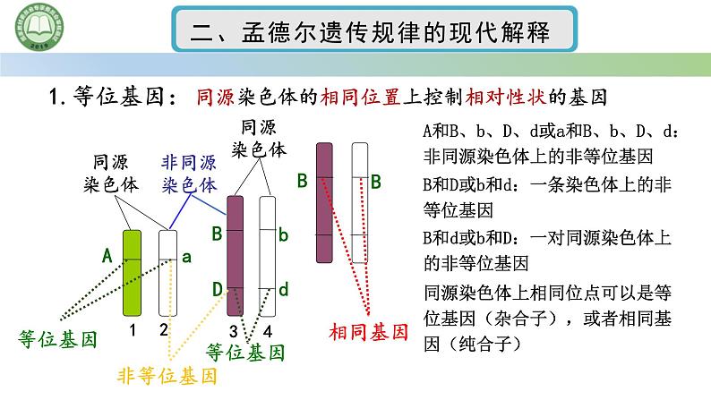 人教版高中生物必修二 2.2基因在染色体上 第2课时 孟德尔遗传规律的现代解释 课件第3页