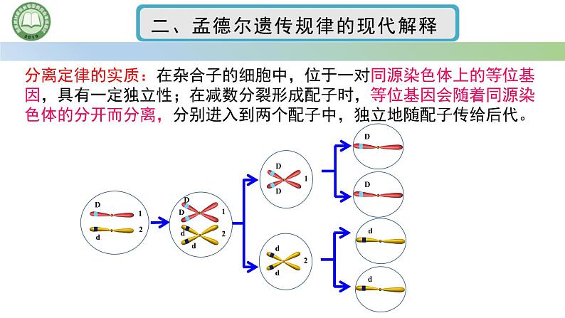 人教版高中生物必修二 2.2基因在染色体上 第2课时 孟德尔遗传规律的现代解释 课件第4页