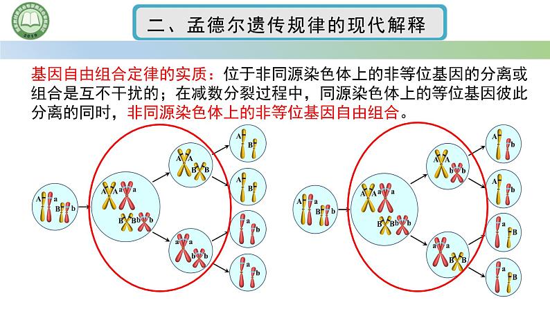 人教版高中生物必修二 2.2基因在染色体上 第2课时 孟德尔遗传规律的现代解释 课件第5页