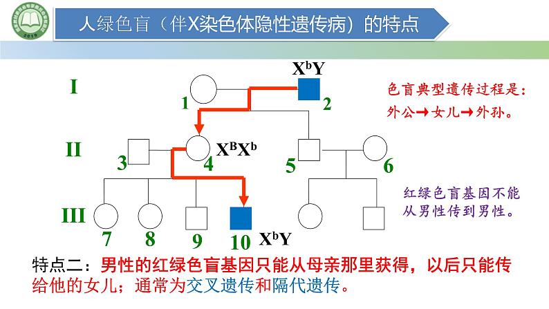 人教版高中生物必修二 2.3伴性遗传 第2课时 伴性遗传 课件第3页