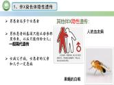 人教版高中生物必修二 2.3伴性遗传 第2课时 伴性遗传 课件