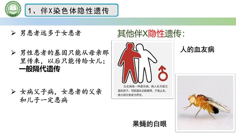 人教版高中生物必修二 2.3伴性遗传 第2课时 伴性遗传 课件第5页